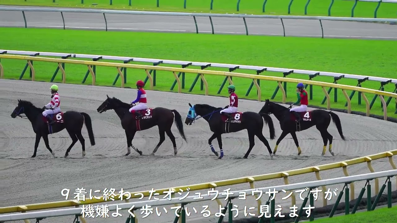 【現地撮影】東京競馬場で見る最後のオジュウチョウサン。東京ハイジャンプ　2022.10.16