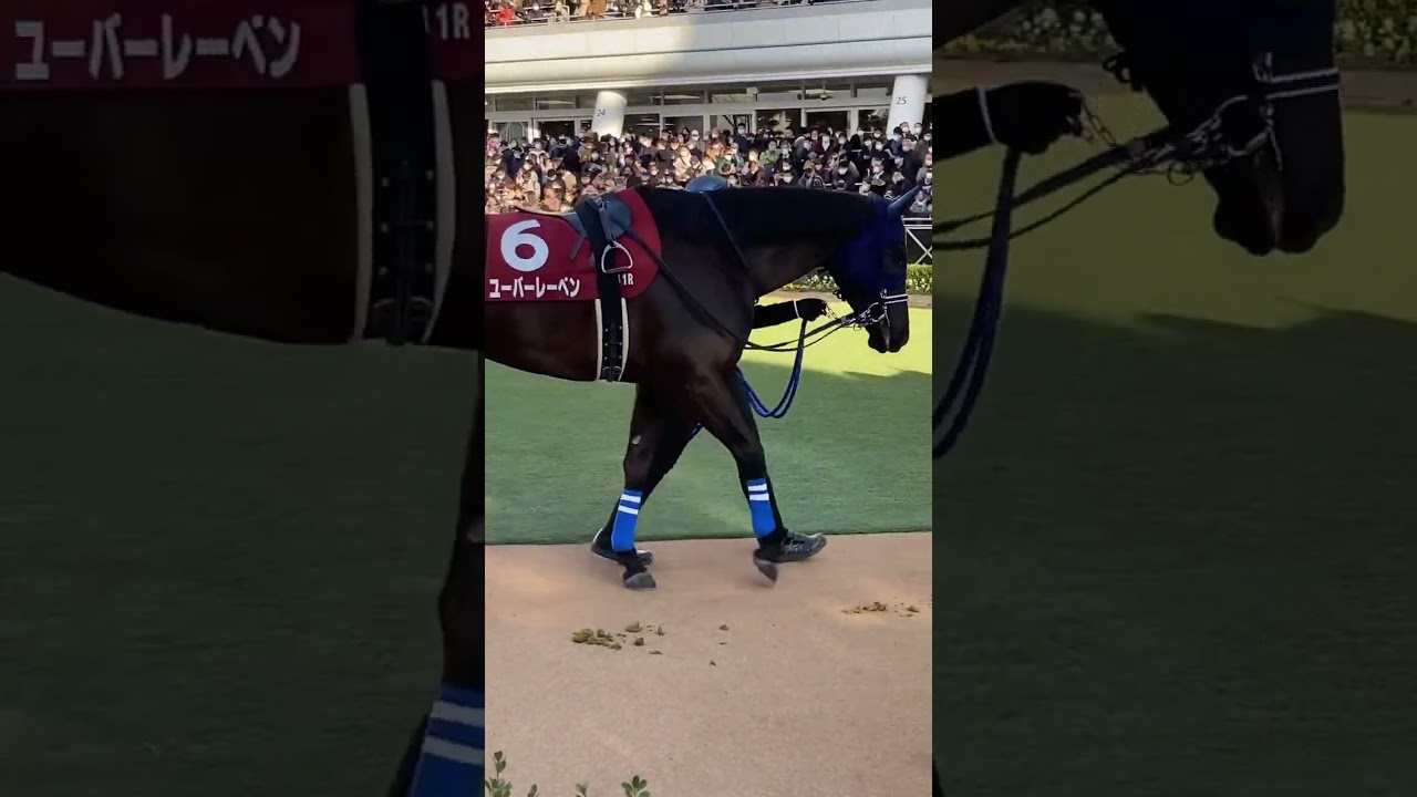 中山競馬　パドック　オークス馬ユーバーレーベン（11R AJC杯）2023.1.22