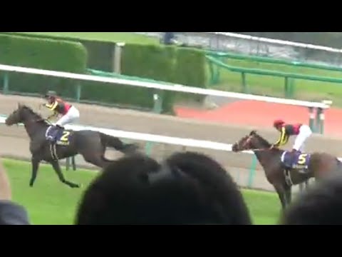 皐月賞　1着ドゥラメンテ号（M.デムーロ騎手）&生ファンファーレ（個人撮影）2015年4月19日（日）中山競馬場