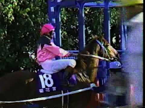 第48回　菊花賞 （ＧⅠ）　サクラスターオー　1987.11.8　　出走馬：メリーナイス、マティリアル、ゴールドシチー、ユーワジェームス　他　　実況：杉本清