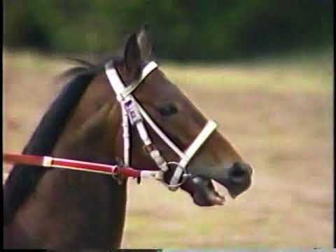 第３４回　産経大阪杯 （ＧⅡ）　本馬場入場　出走馬：スーパークリーク、オサイチジョージ、 ヤエノムテキ、シーキャリアー、シナノジョージ 、マヤノオリンピア 、サクラホクトオー 他　　実況：杉本清