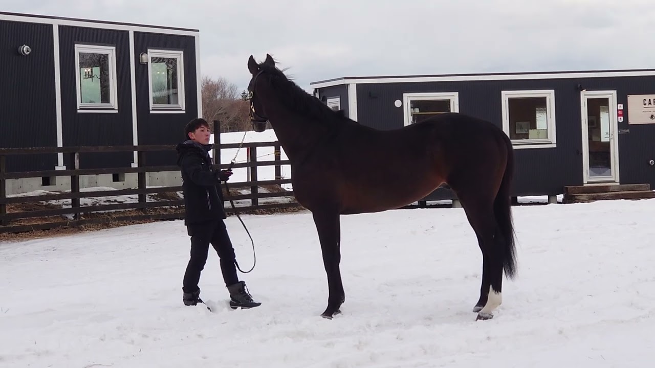 2023/1/28オジュウチョウサン特別公開#HBC競馬部