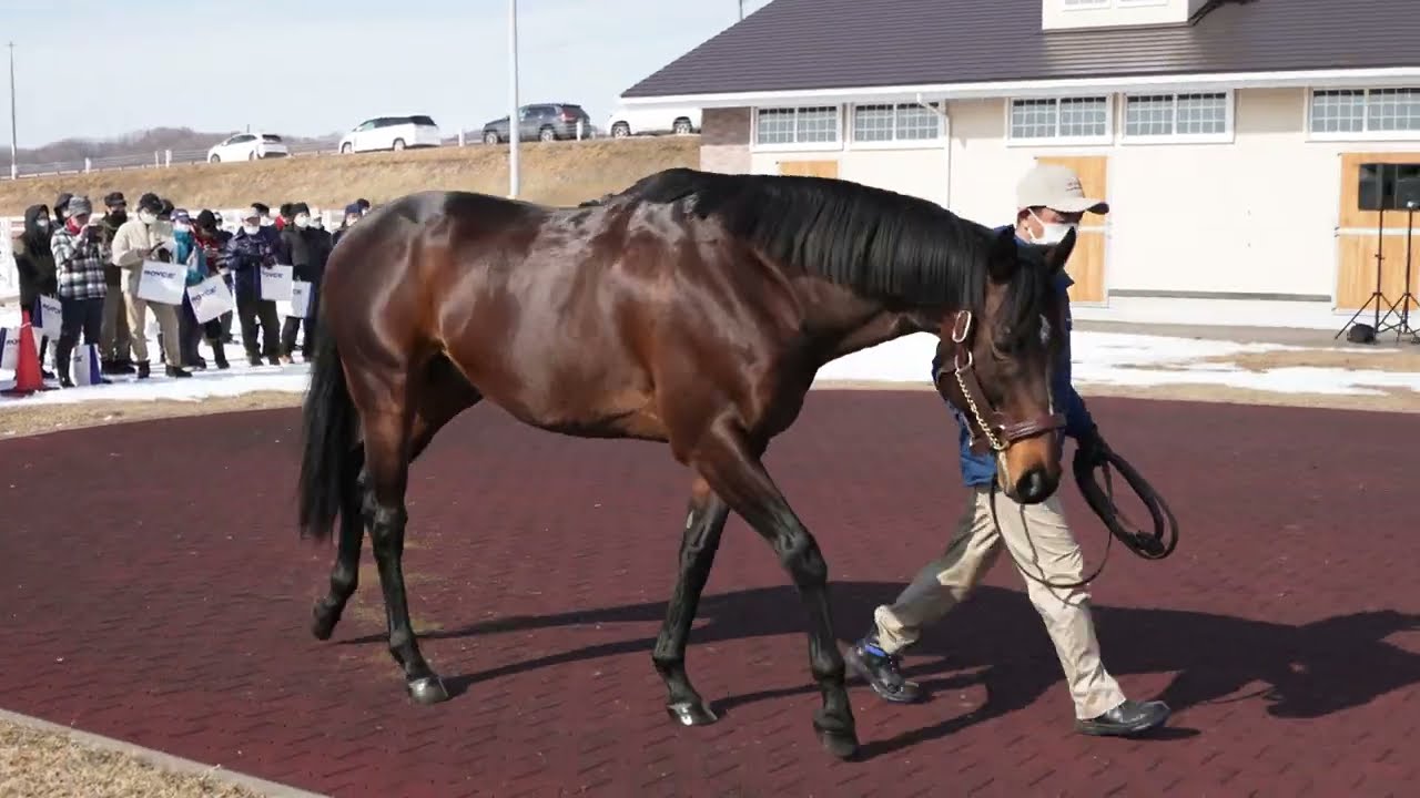 インディチャンプ(Indy Champ) - 優駿スタリオンステーション種牡馬展示会2023