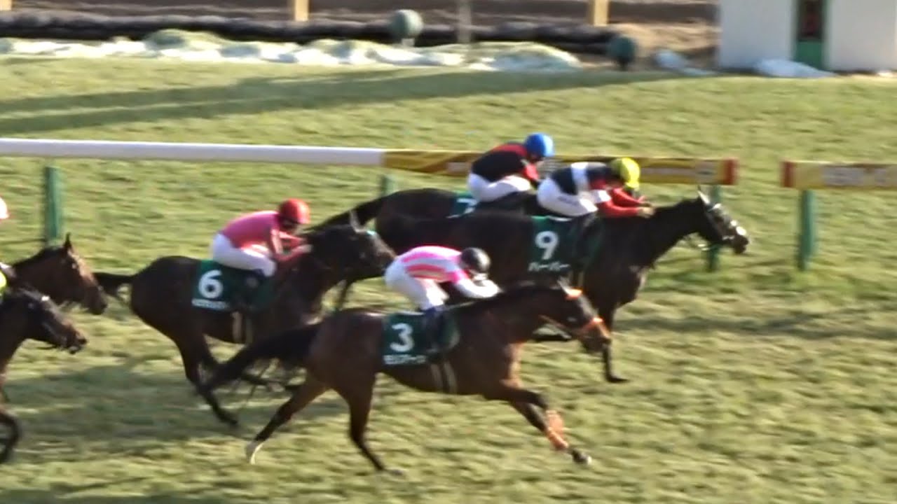 クイーンカップ2023現地レース映像！賞金加算したい馬達が出揃った！ドゥアイズやモリアーナなど阪神ジュベナイルフィリーズ組に未勝利勝のハーパーなどがどういう競馬をするか！？