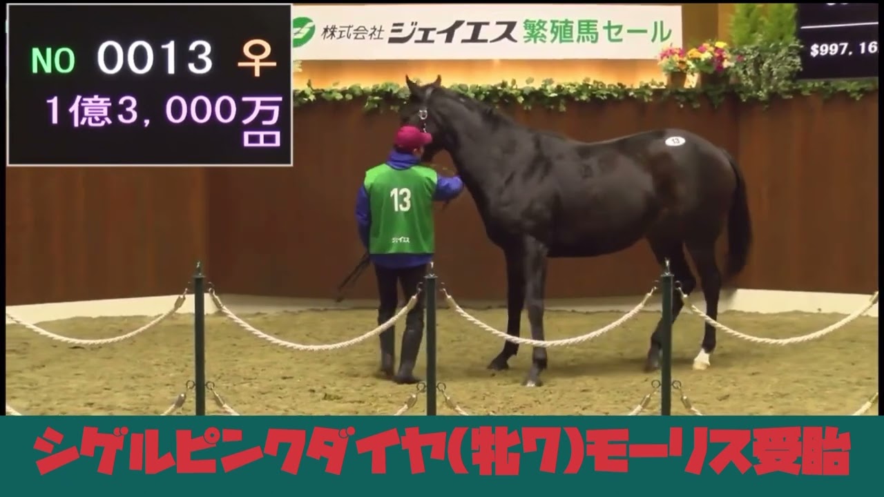 【超高額】冬季繁殖馬セール　シゲルピンクダイヤ(牝7)モーリス受胎