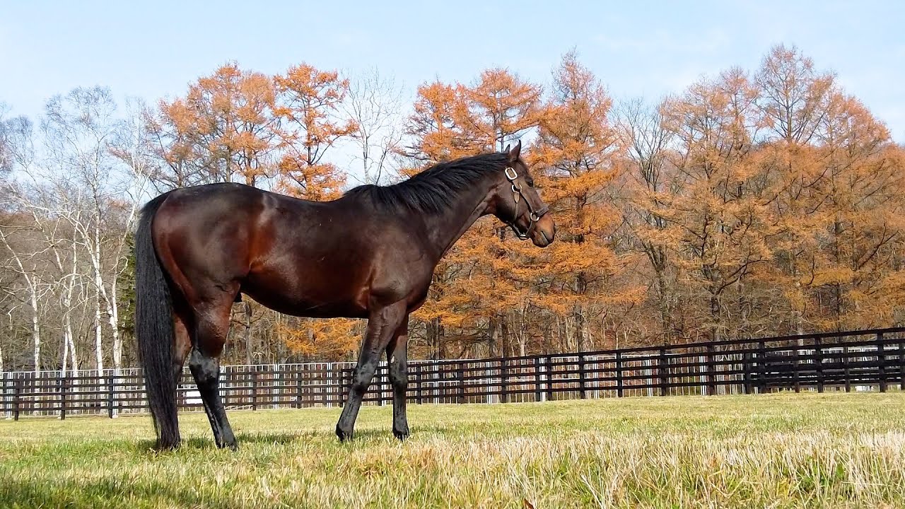 【名馬の今#12】レイデオロは相変わらずかっこいいです