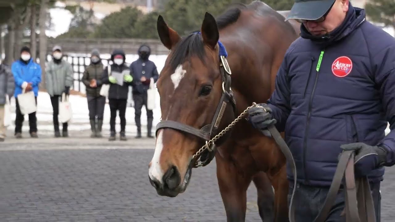 ビッグアーサー(Big Arthur) - アロースタッド種牡馬展示会2023