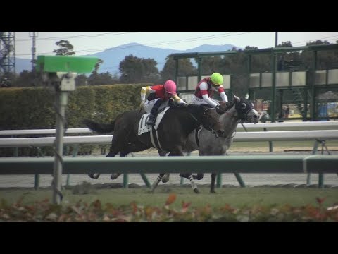 【ラキシスの仔が勝利】3歳未勝利 現地 レース マキシ ウインルーティン レッドヴァジュラ ヨリキリ レヴィーアキング 2023/1/22 中京競馬場 5R