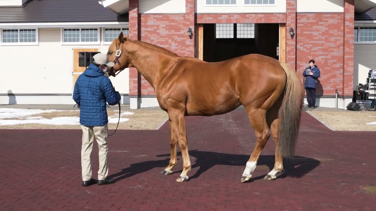 アジアエクスプレス(Asia Express) - 優駿スタリオンステーション種牡馬展示会2023