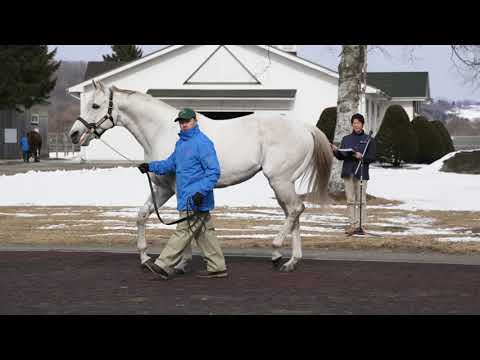 スノードラゴン(Snow Dragon) - レックススタッド種牡馬展示会2023