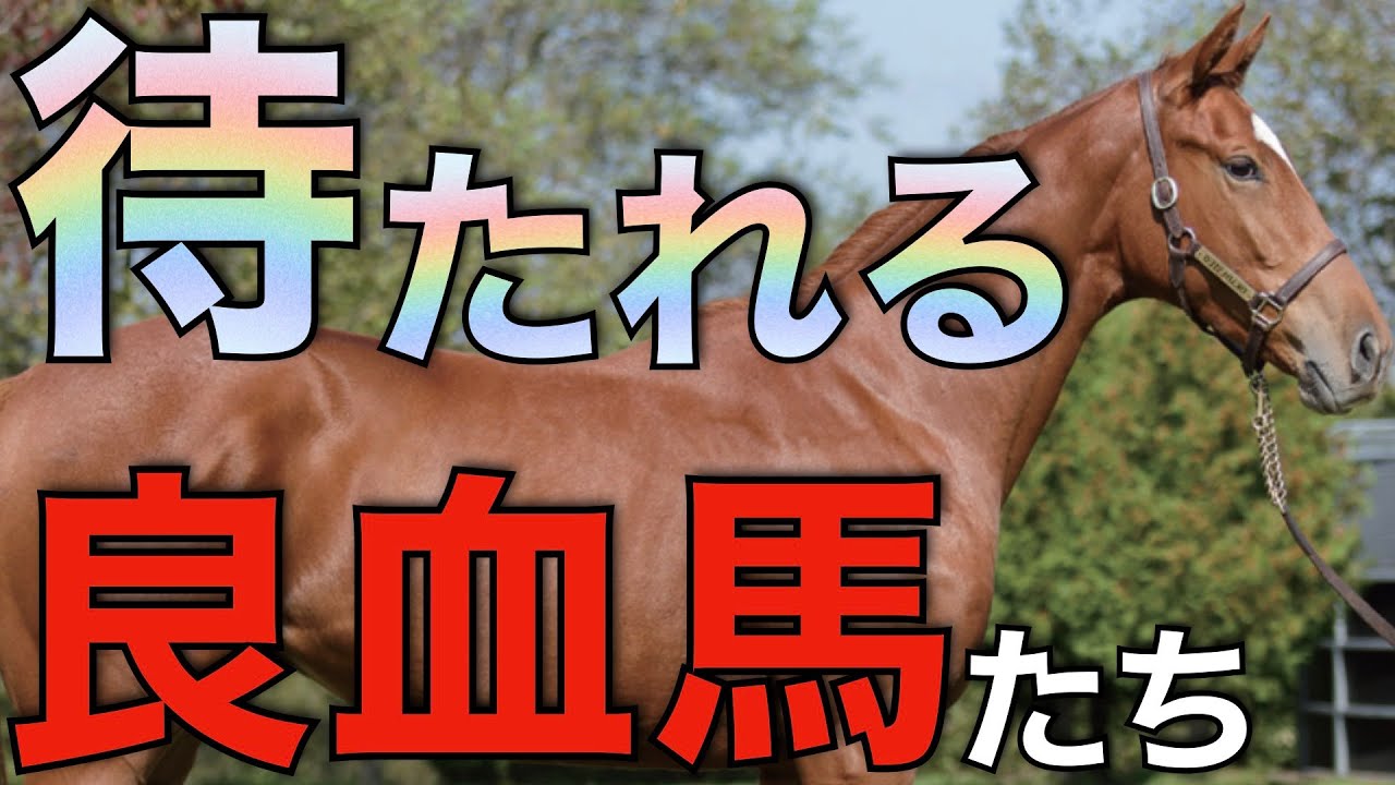 【間に合うか】3歳デビューでもクラシック候補！待たれる良血馬たちをご紹介。