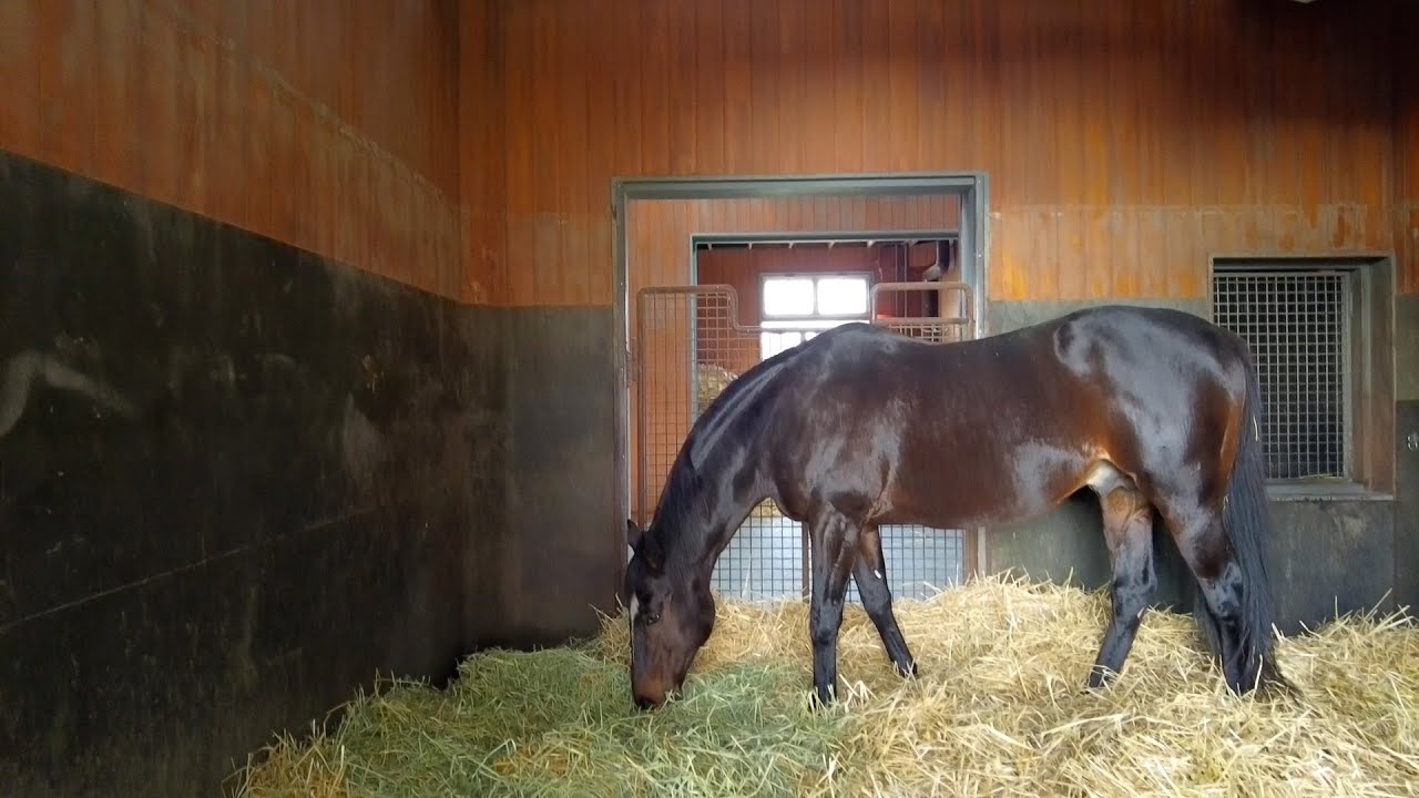 【名馬の今#8】エピファネイアのお食事風景です｜Epiphaneia