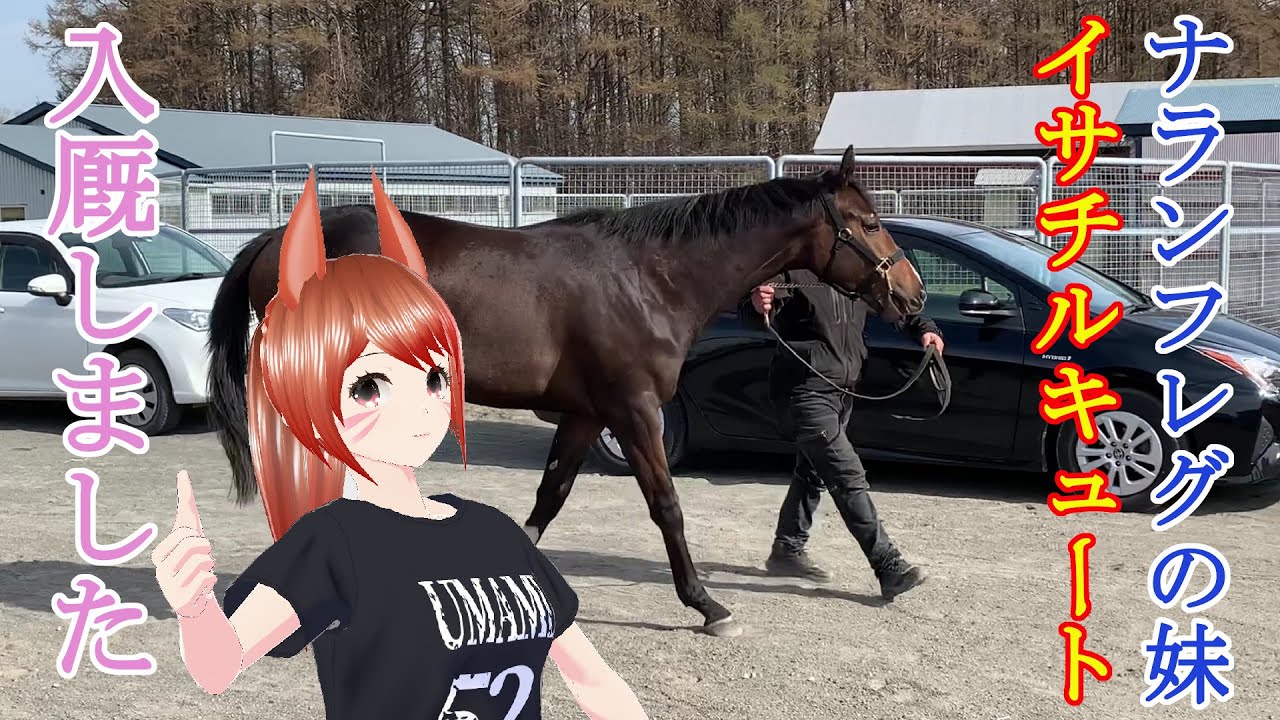 ナランフレグの妹イサチルキュート入厩しました！