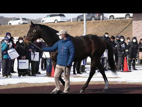 アルクトス(Arctos) - 優駿スタリオンステーション種牡馬展示会2023