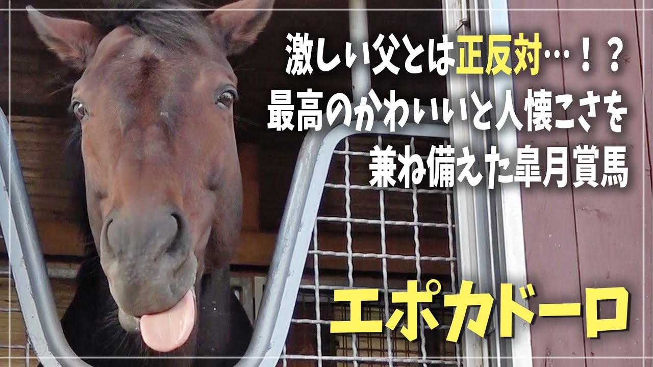 【エポカドーロ】変顔で見学者を迎えてくれるG1皐月賞馬