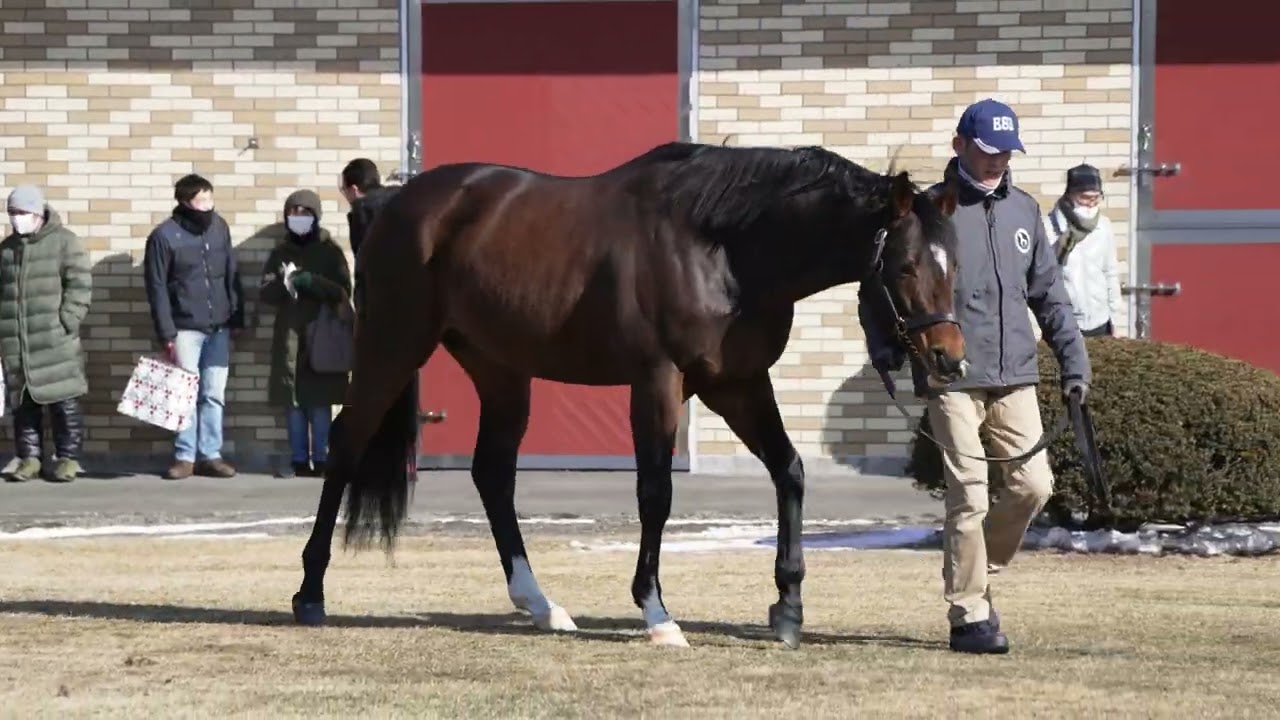 アルアイン(Al Ain) - ブリーダーズスタリオンステーション種牡馬展示会2023