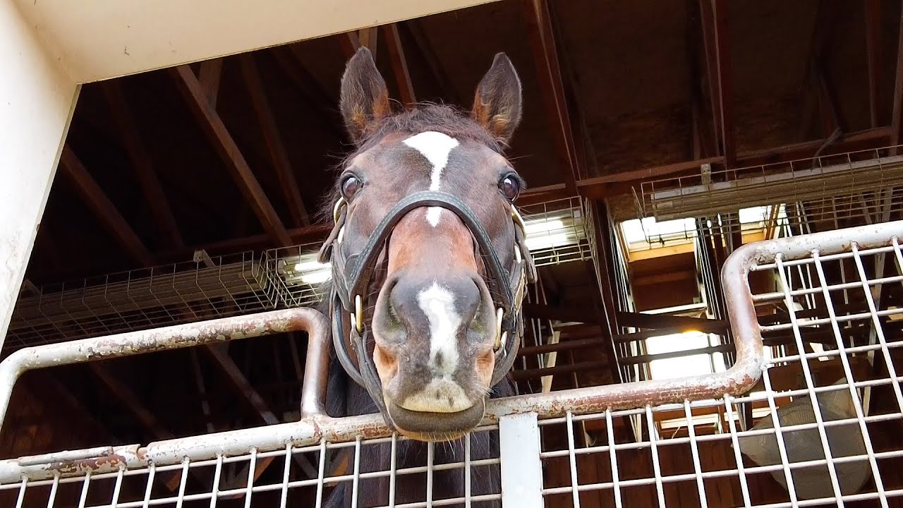 【名馬の今#5】キタサンブラックが凛々しい表情でこちらを見つめています