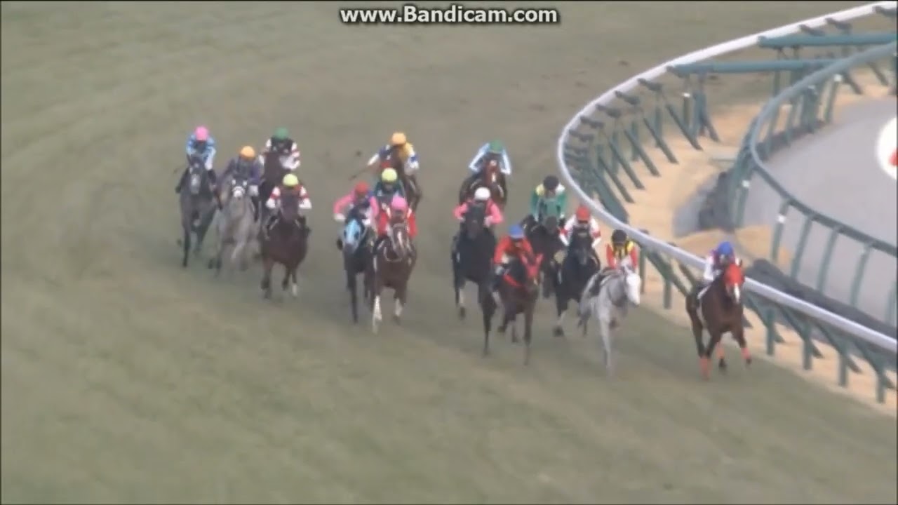 淀短距離ステークス(L)  芝左1200m　ホープフルサイン　幸英明　2023.1.9　 1回中京4日目　　出走馬：ルピナスリード、ジャスパージャック、グレイイングリーン他