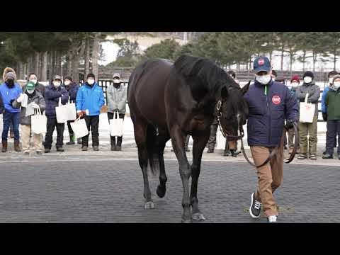 ジャンダルム(Gendarme) - アロースタッド種牡馬展示会2023