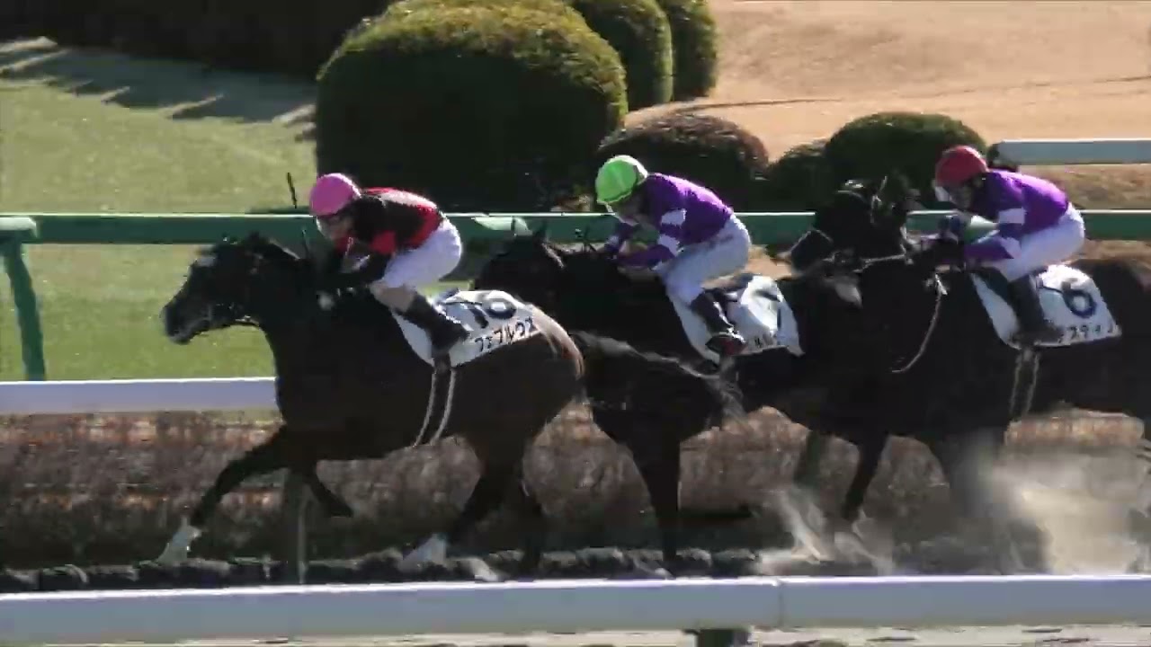 2023 01 05 中山競馬場第３レース新馬戦　ミルコデムーロ落馬　アドマイヤゾネ　フェブルウス