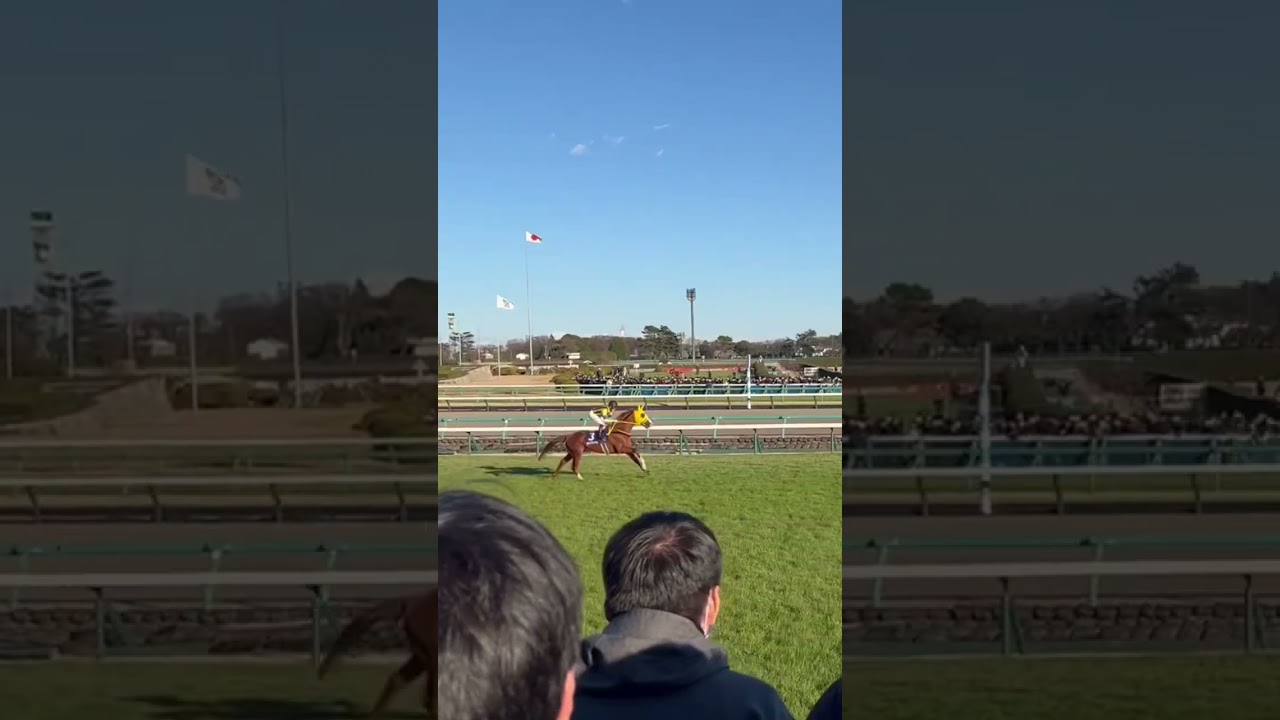 有馬記念返し馬　ボルドグフーシュ