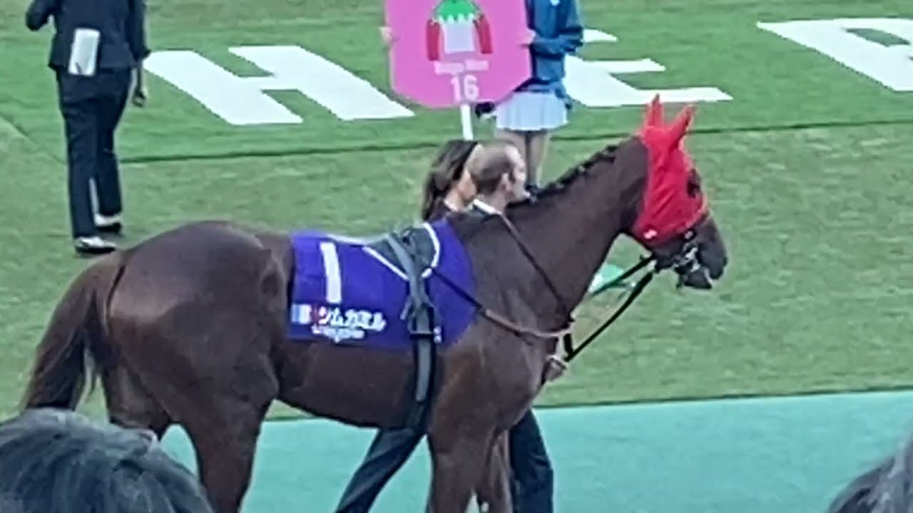 東京12レース  ジャパンカップ(GI) パドック