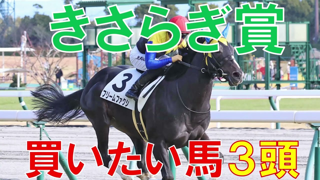 きさらぎ賞 2023 絶対買うべき馬3頭 狙える穴馬　フリームファクシとオープンファイアの評価