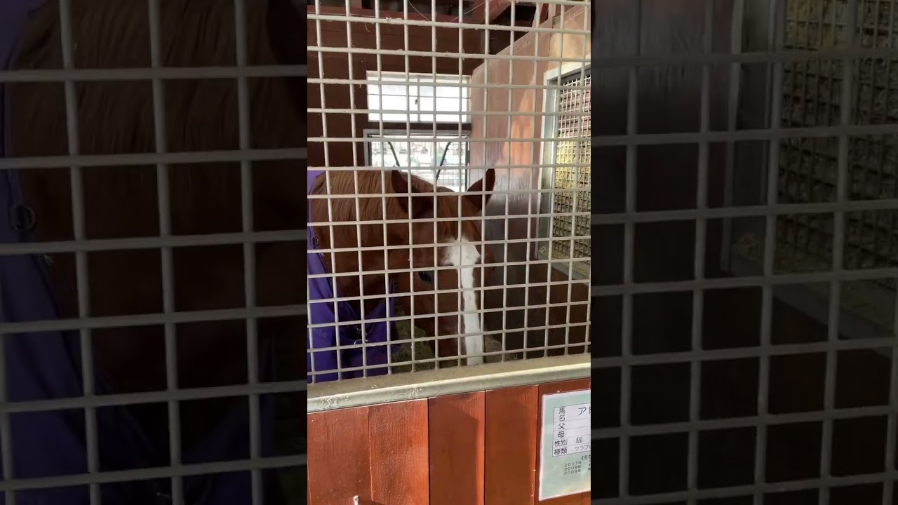 【ノーザンホースパーク】天皇賞春優勝馬アドマイヤジュピタ