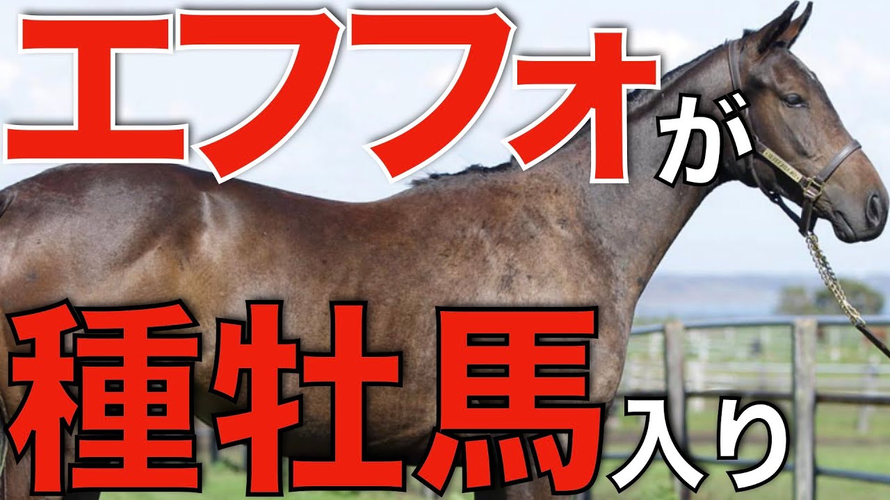 【偉大な実績】エフフォーリアが引退、社台SSで種牡馬入り！可能性を考える。