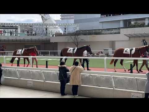 バールデュヴァン・阪神・3歳1勝クラス　2023年2月11日