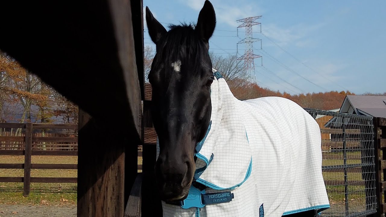 【名馬の今#3】キズナ｜武豊騎手とともに掴んだあのダービーから10年。キズナは今も元気一杯です