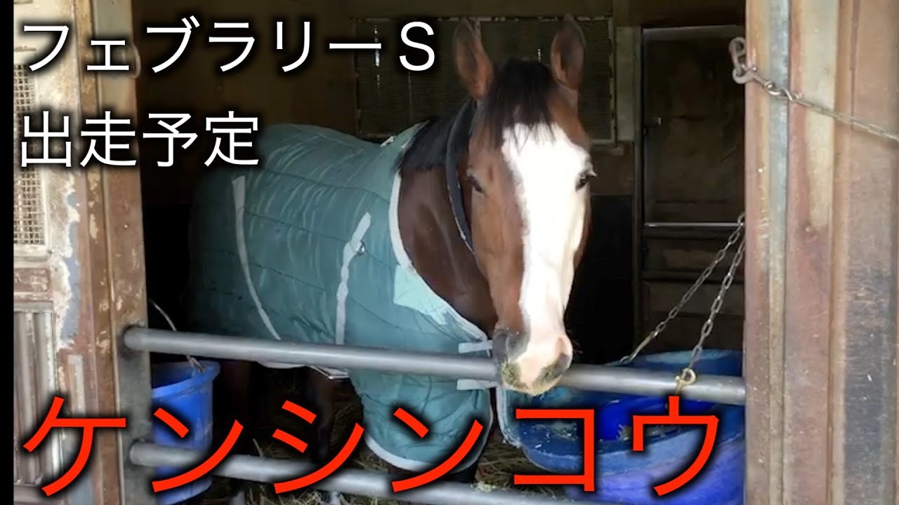 フェブラリーステークスに出走予定　ケンシンコウ