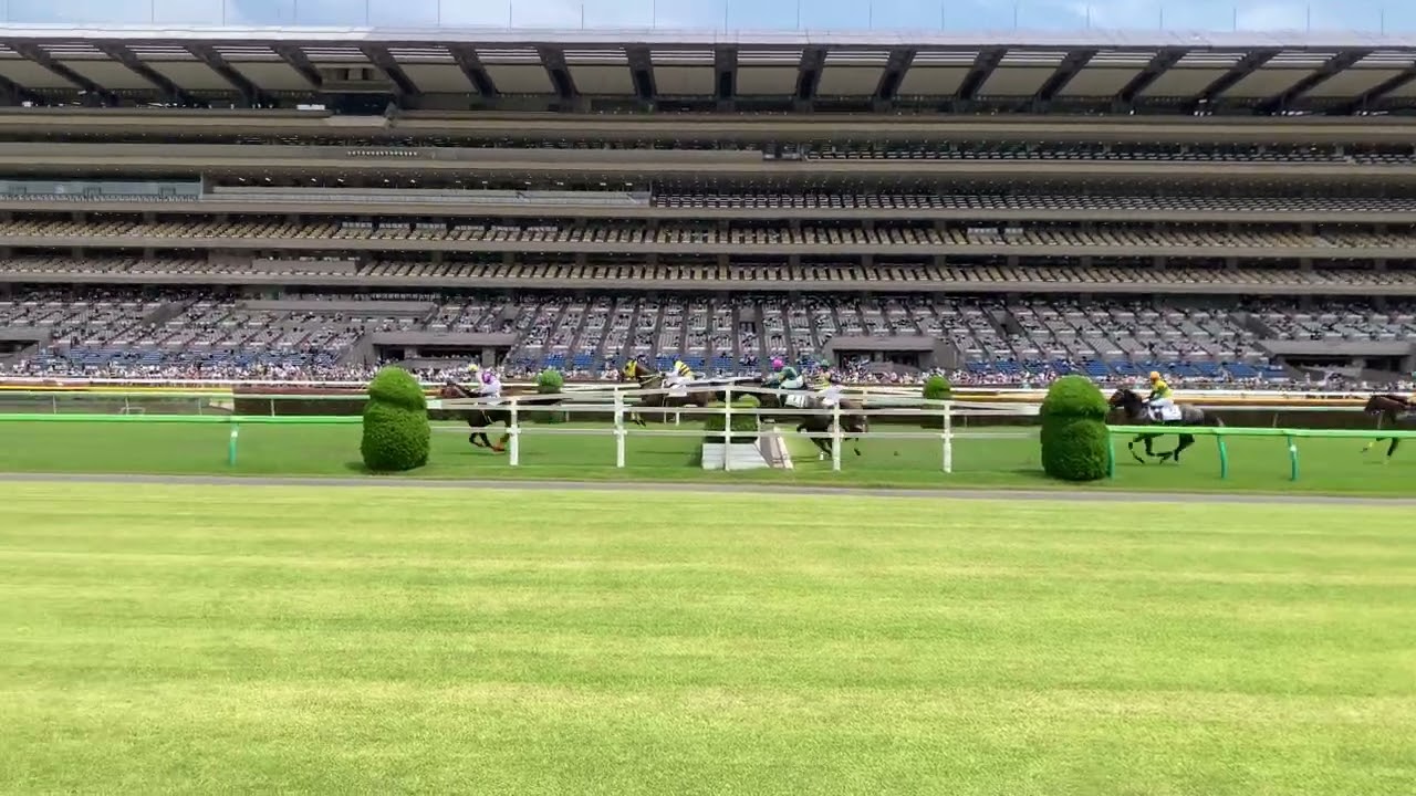 ニシノデイジー　障害初勝利