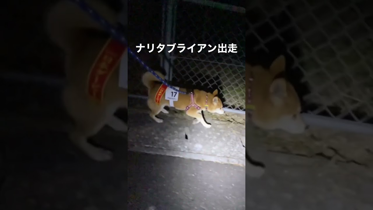 ナリタブライアン日本ダービー#犬#可愛い#ナリタブライアン