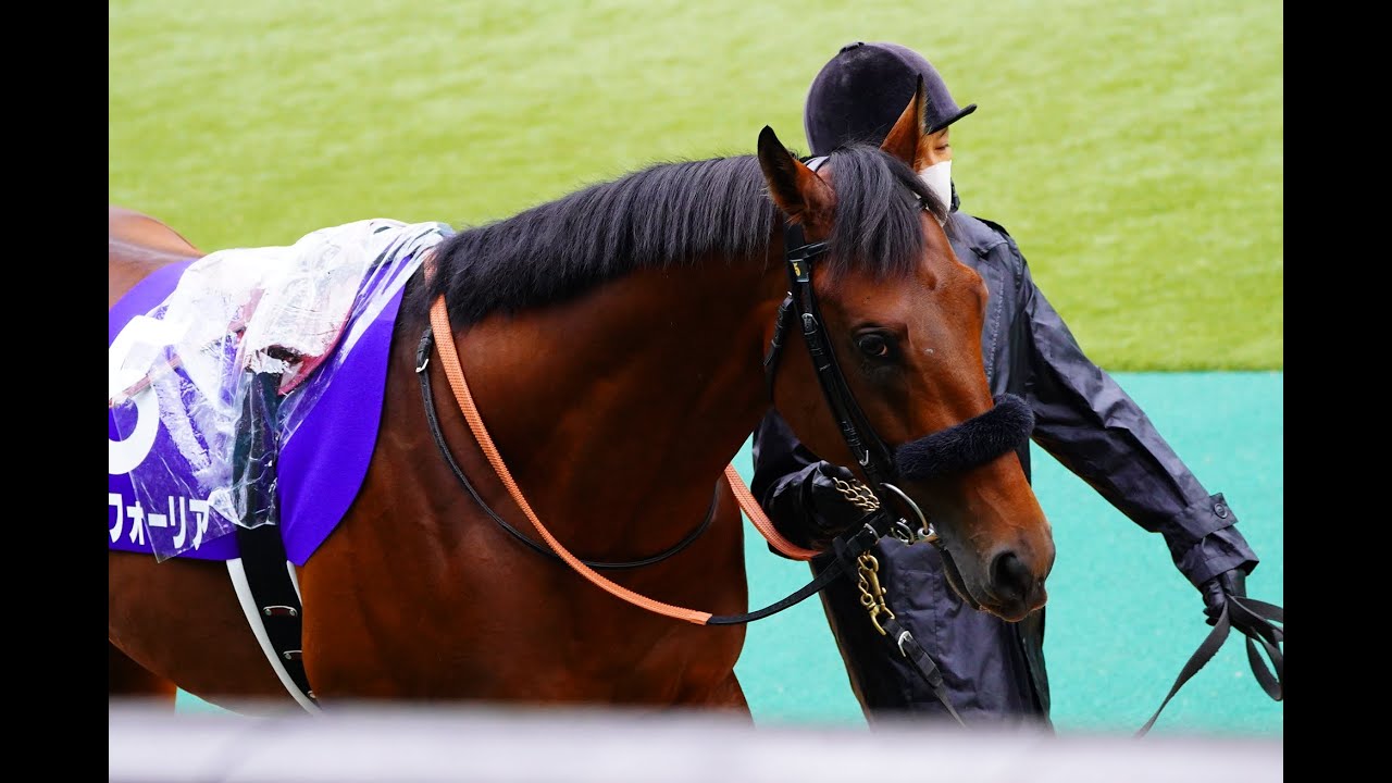 【現地撮影】２０２１天皇賞秋～パドック。コントレイル、エフフォーリア、グランアレグリアなど。2021.10.31 東京競馬場