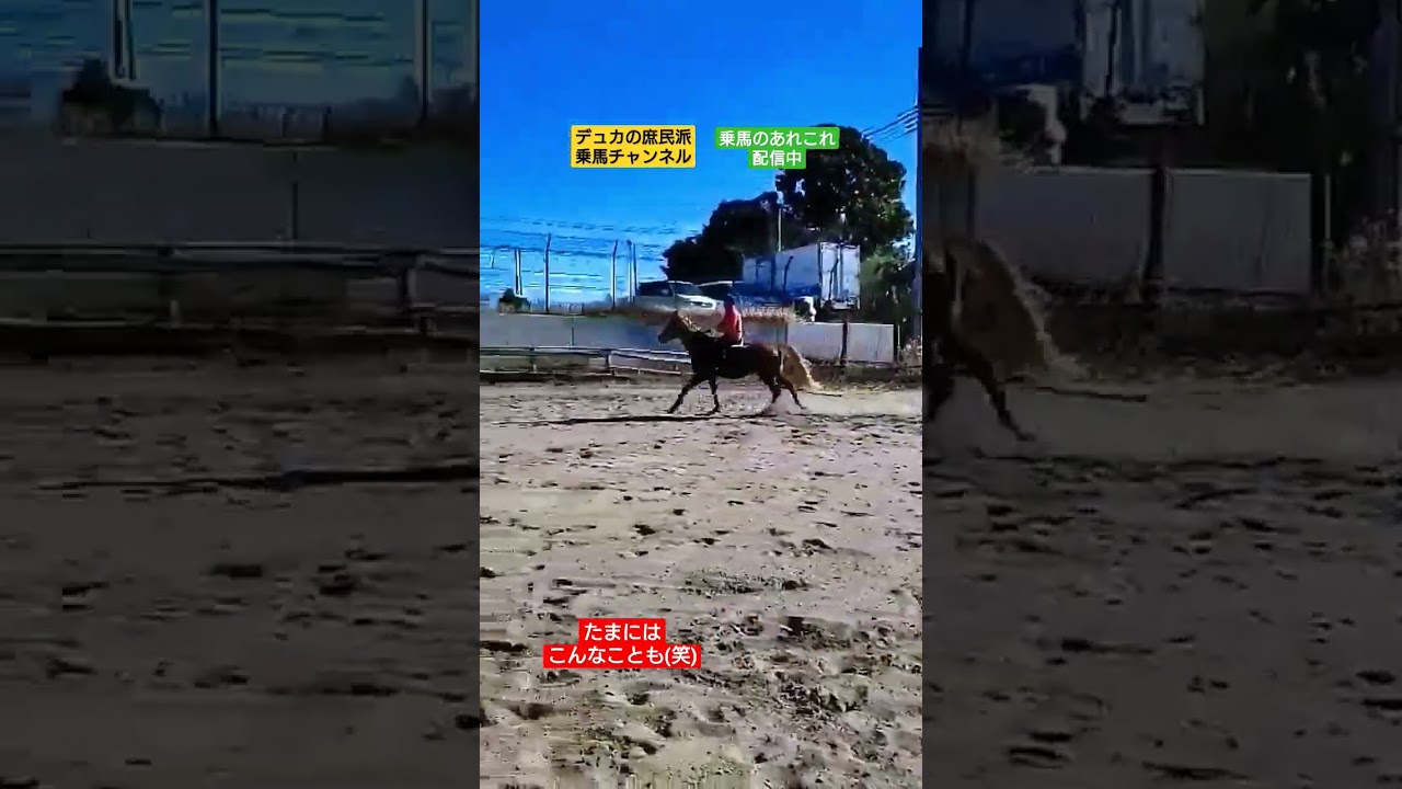障害やってればたまにはこんなことも(笑)  #乗馬 #障害 #拒否