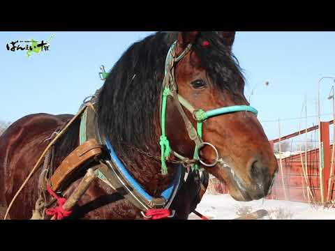 [ばんば通信] マイナス13.5度の朝調教