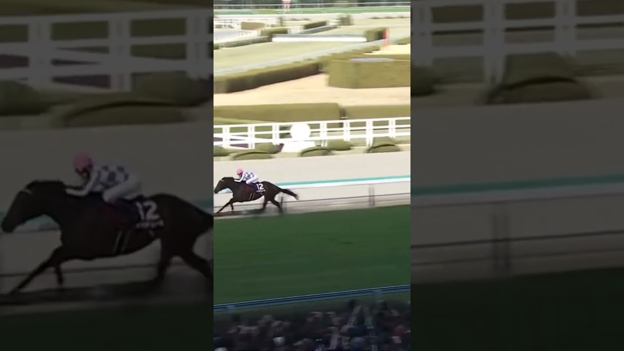 【さすがダービー馬】京都記念 ドウデュース 直線 圧勝 #ドウデュース #競馬 #京都記念 #shorts #short