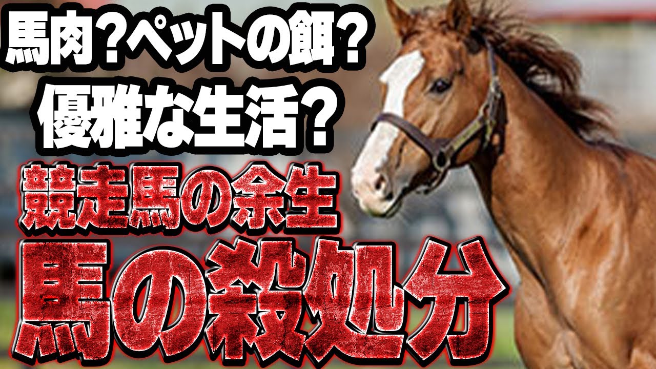 【競馬】競走馬の現役引退後の運命に衝撃が走った…！残酷すぎる現状に立ち上がった人間達の熱い想いに多くの競馬ファンが涙した理由とは！？