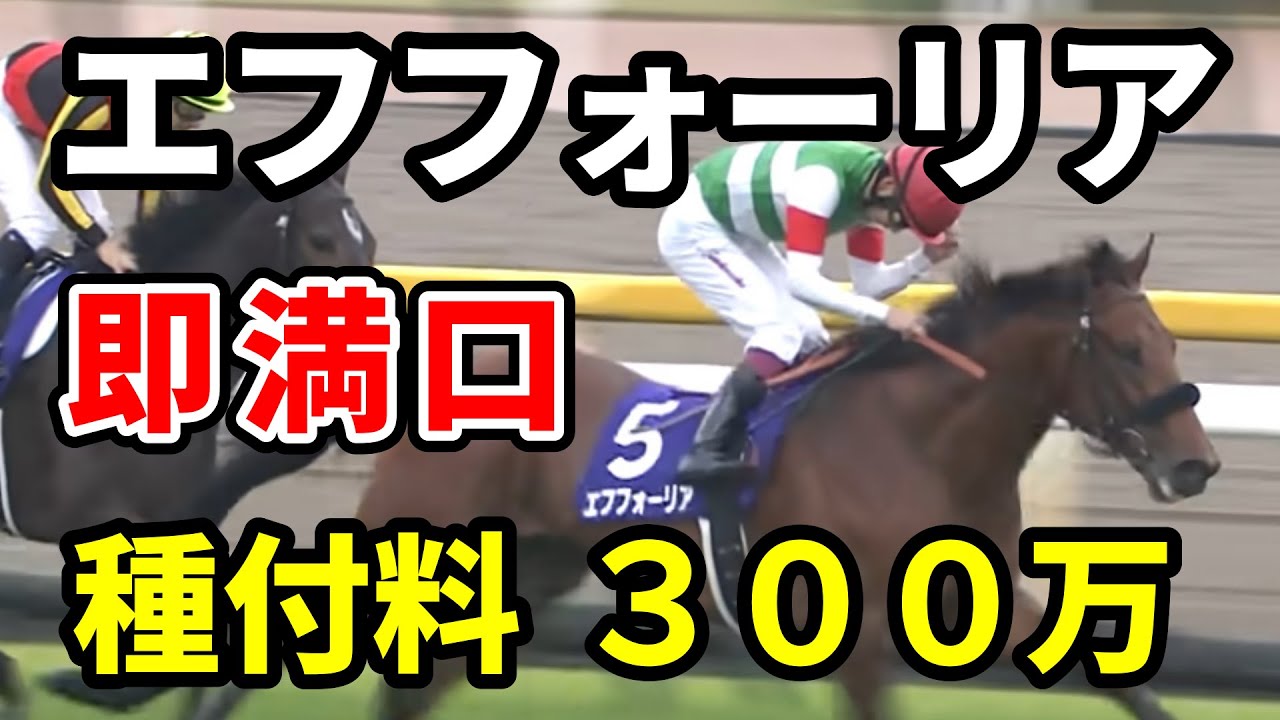 【即満口】エフフォーリアの種付け料３００万円