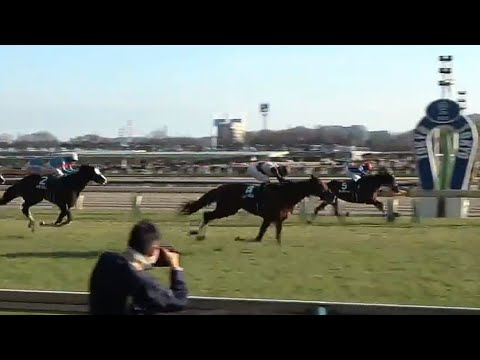 ダイヤモンドステークス　1着ミクソロジー号（西村淳也騎手）&装鞍所&ファンファーレ&検量室前　2023年2月18日（土）東京競馬場