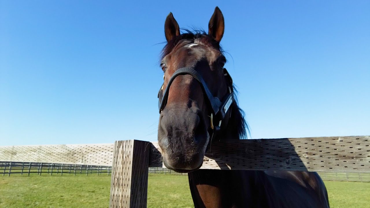 【名馬の今#13】キセキがゴロゴロしたり草を食べているだけの動画