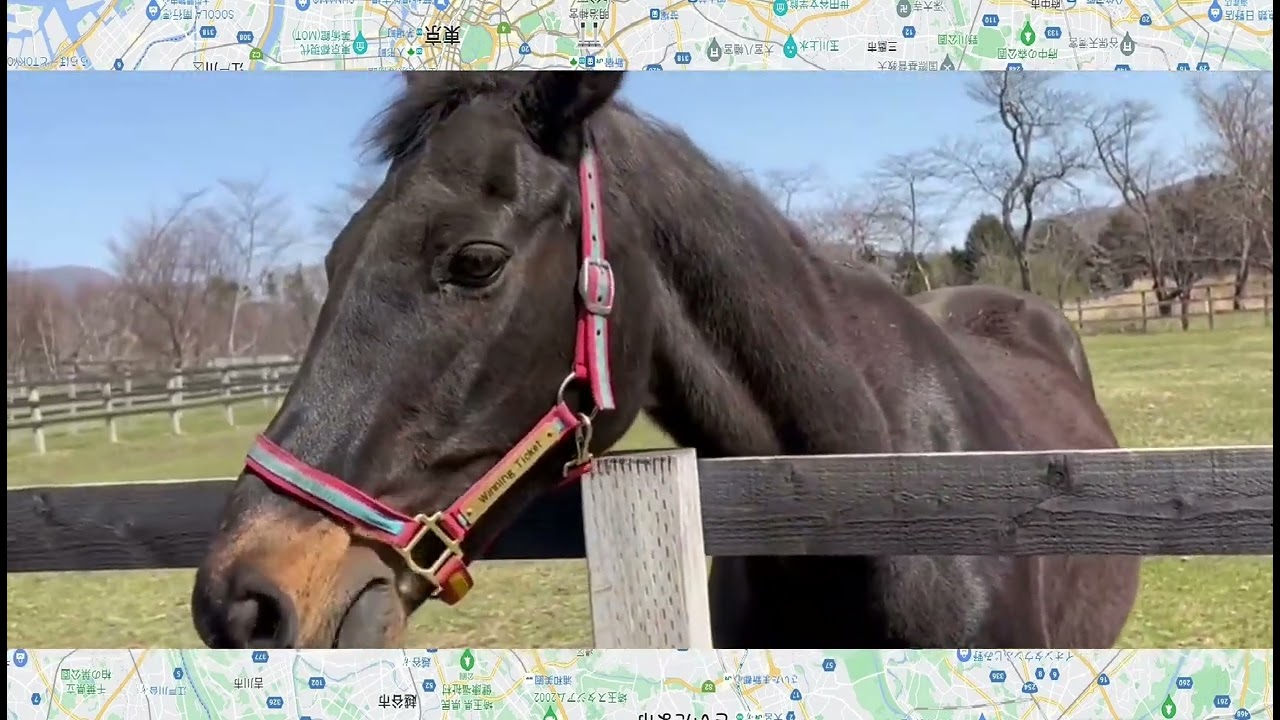 #830 偉大な名馬「ウイニングチケット」が疝痛(せんつう)の亡くなりました、33歳でした。競馬の「日本ダービー」で1993年に優勝した名馬