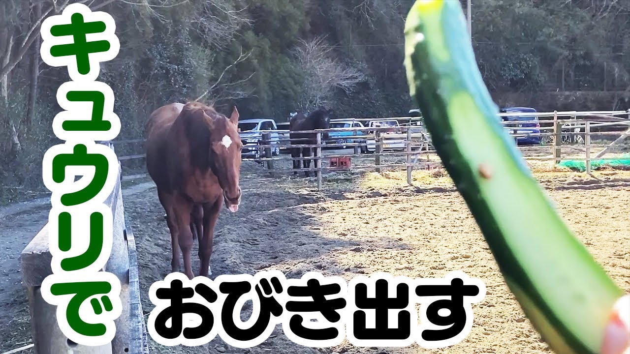 放っておいて欲しい馬 vs こっちに来て欲しい人間
