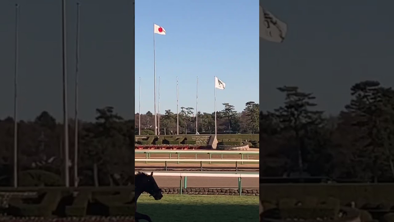 【有馬記念 2022】エフフォーリア　返し馬　迫力満点！　#shorts  #shot #ショート  #有馬記念 #エフフォーリア