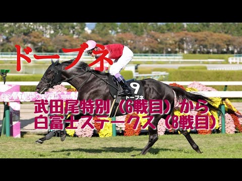 【現役競走馬】ドーブネ レースまとめ　6戦目武田尾特別から9戦目白富士S