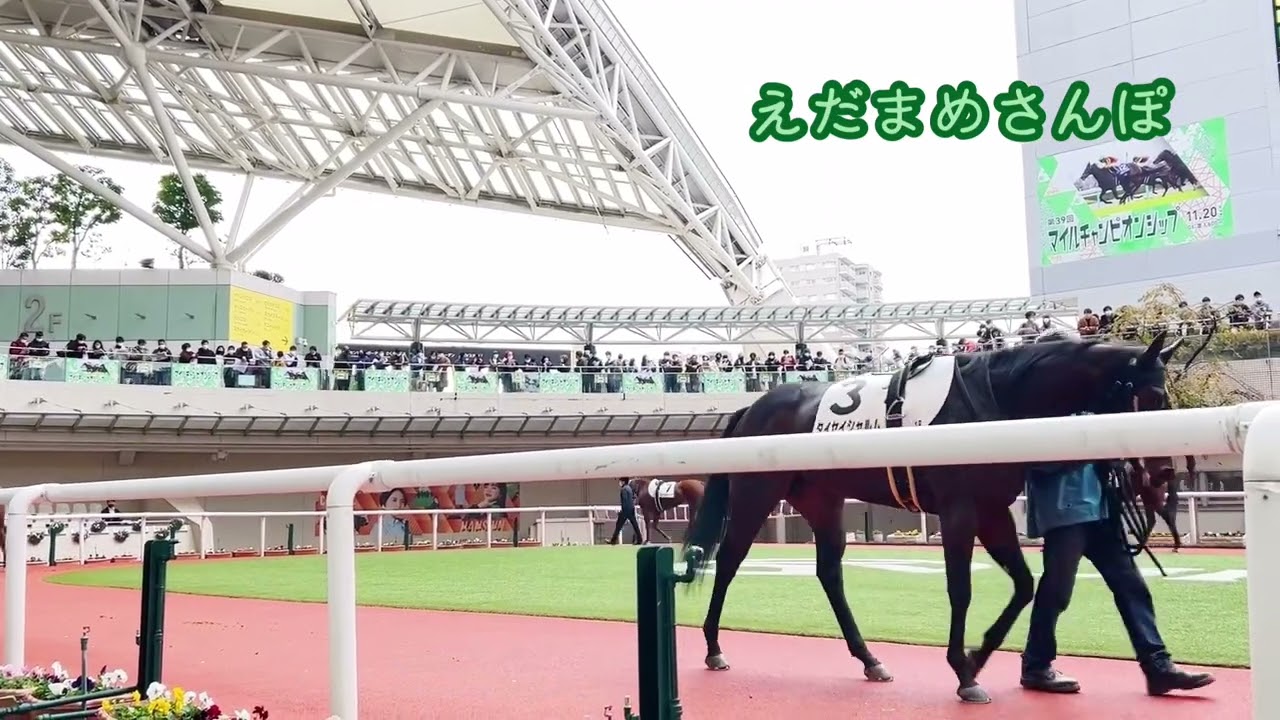 2022.11.20 阪神競馬場 1R  パドック