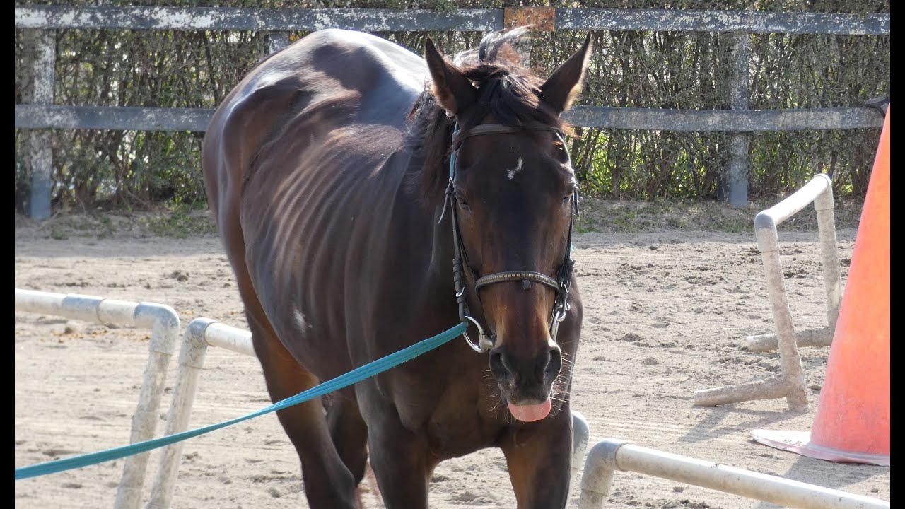 【誕生日祝い】元・競走馬「アルナスライン」を訪ねて