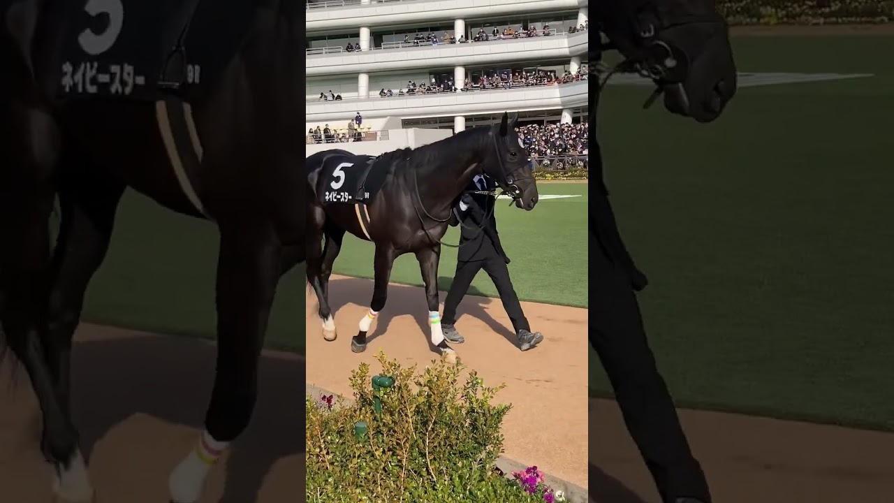 中山競馬　パドック全馬（9R 若竹賞）2023.1.22