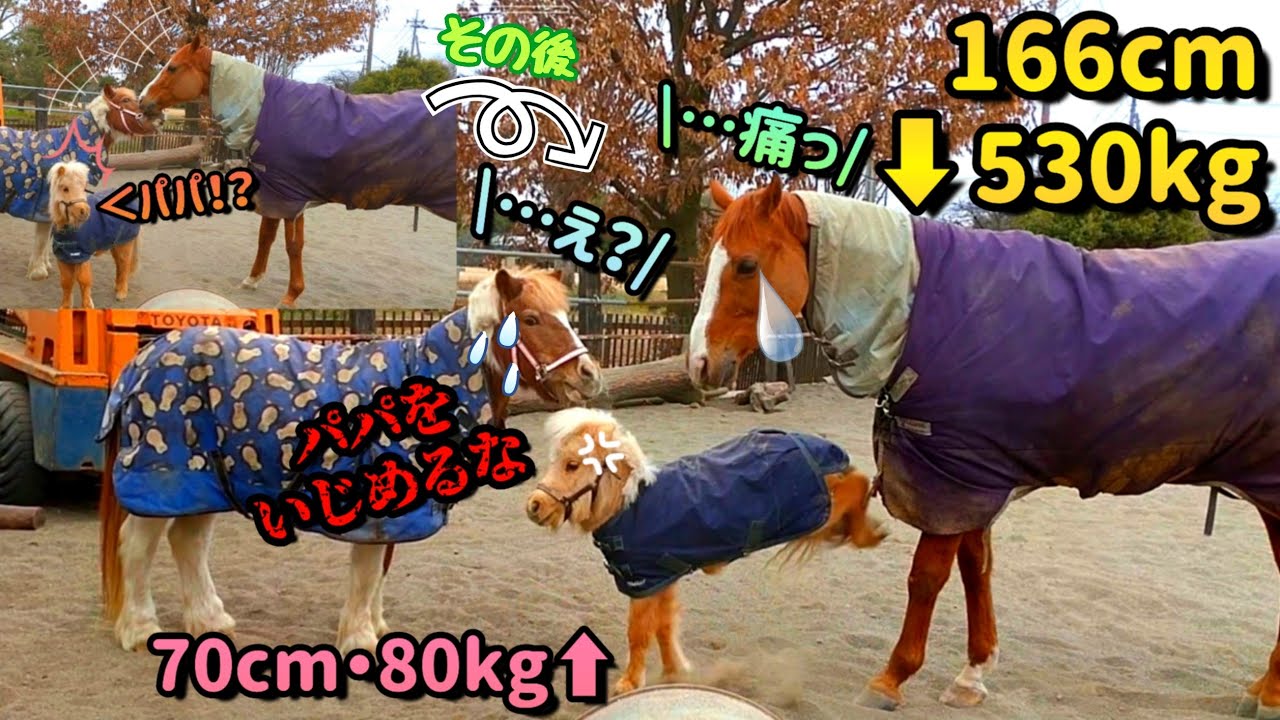 「パパは私が守るッ!!」70cmの小さな天使馬が自分より何倍も大きな引退競走馬に立ち向かった結果がコチラです【ツルマルボーイ様のシモベ】